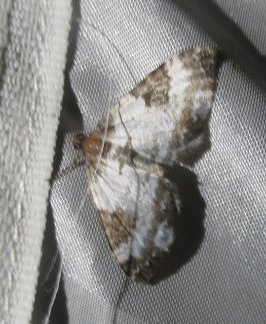 Melanthia procellata - hullámos tarkaaraszoló