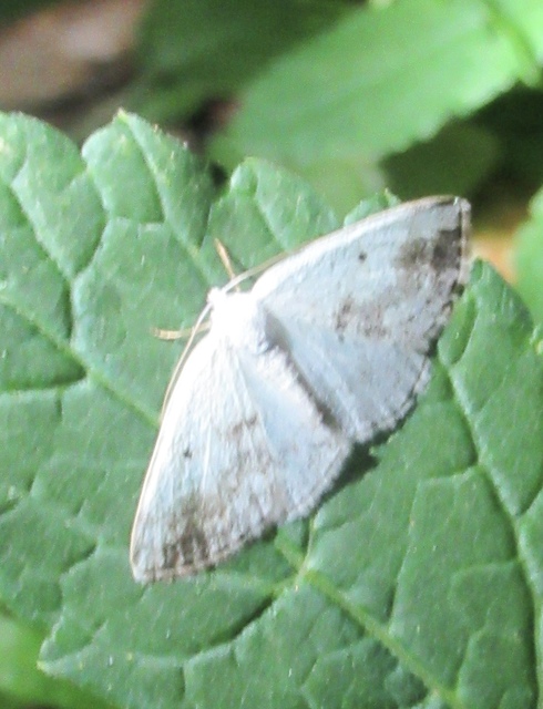 Lomographa temerata - foltos fehéraraszoló