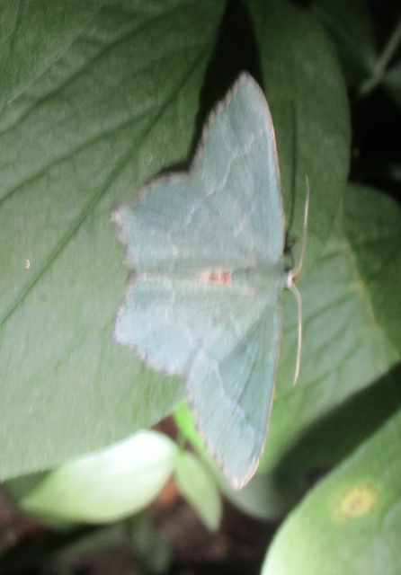Hemithea aestivaria - nyír-zöldaraszoló