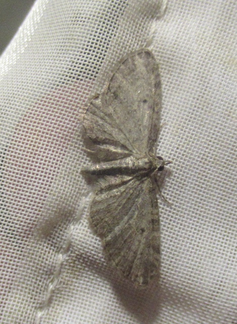 Eupithecia tenuiata - sötétszegélyű törpearaszoló