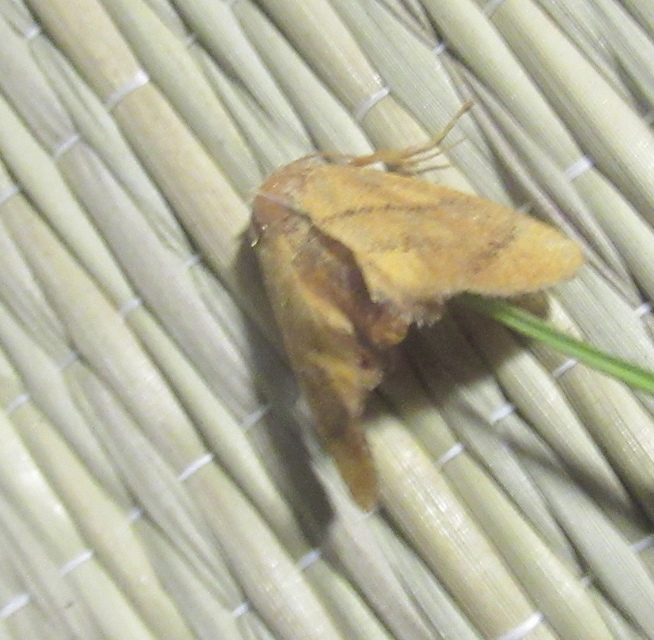 Apoda limacodes - kagylólepke
