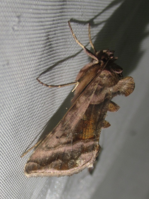 Autographa jota - i-betűs aranybagoly
