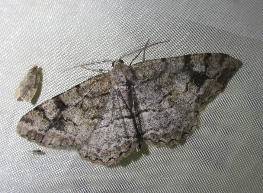 Alcis repandata - foltos faaraszoló