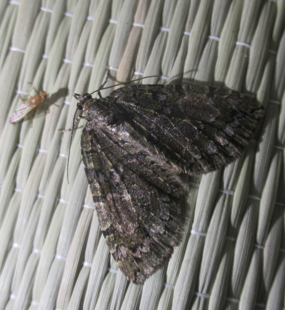 Hydriomena furcata - változékony tarkaaraszoló