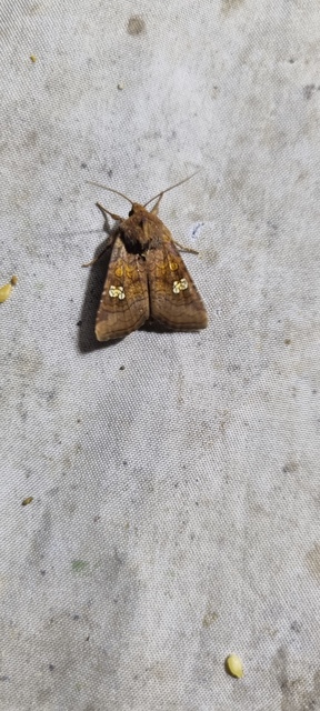 Amphipoea oculea - nagyfoltú lápibagoly
