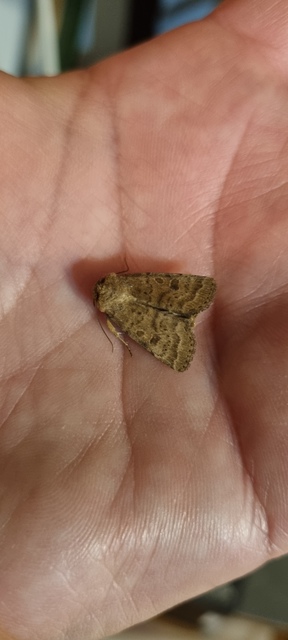 Hoplodrina octogenaria - barna selymesbagoly