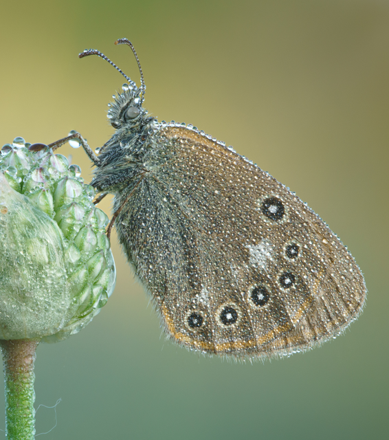 Coenonympha glycerion - közönséges szénalepke