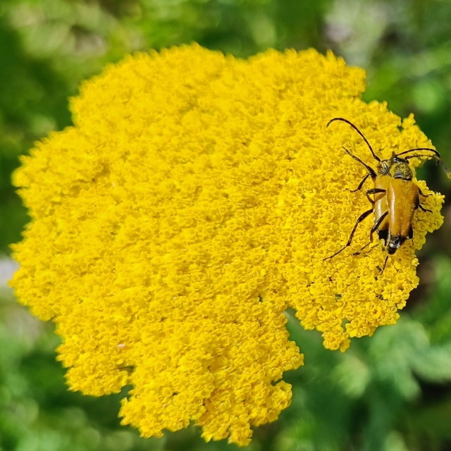 Stictoleptura fulva - vörhenyes virágcincér