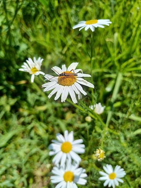 Stenopterus flavicornis - sárgacsápú keskenyfedőscincér