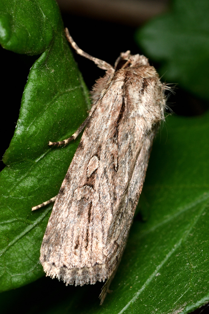 Dichagyris signifera - pompás földibagoly