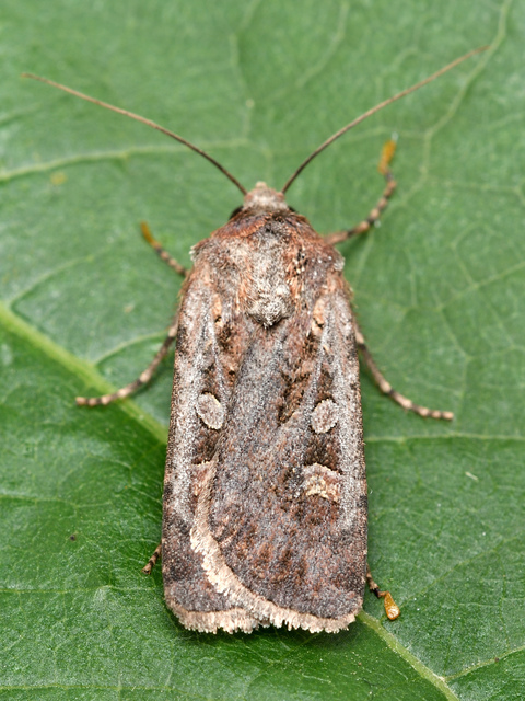 Euxoa tritici/nigrofusca/eruta