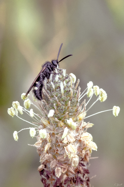 Scolia sexmaculata - négyfoltos tőrösdarázs