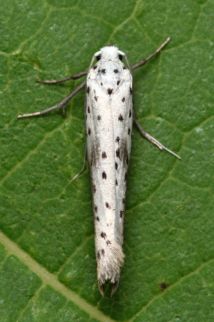 Yponomeuta irrorella - pókhálós kökénymoly