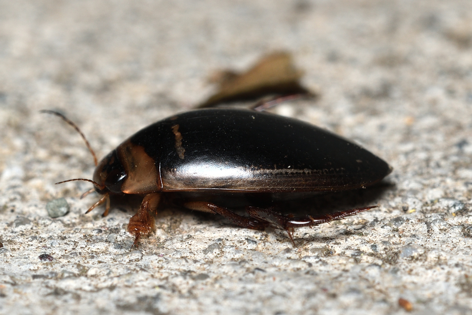 Hydaticus transversalis - harántsávos mocsáricsíkbogár