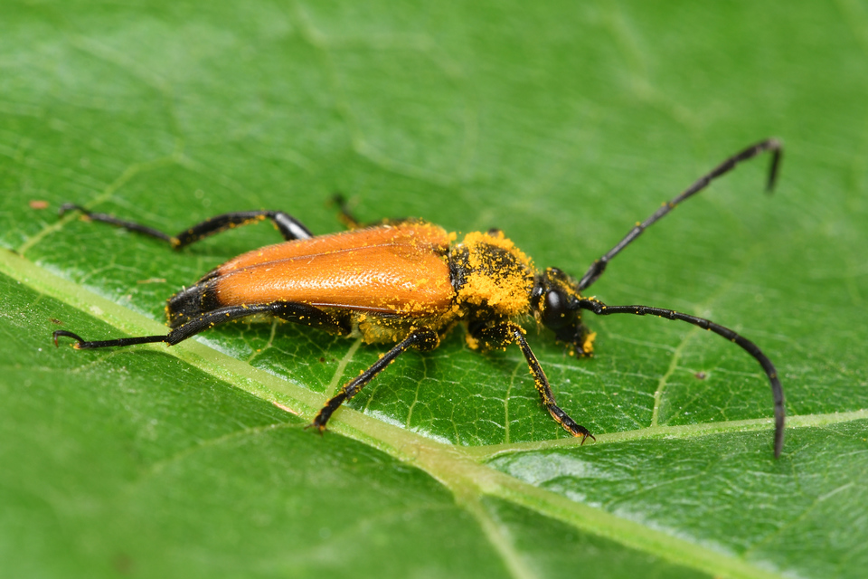 Stictoleptura fulva - vörhenyes virágcincér
