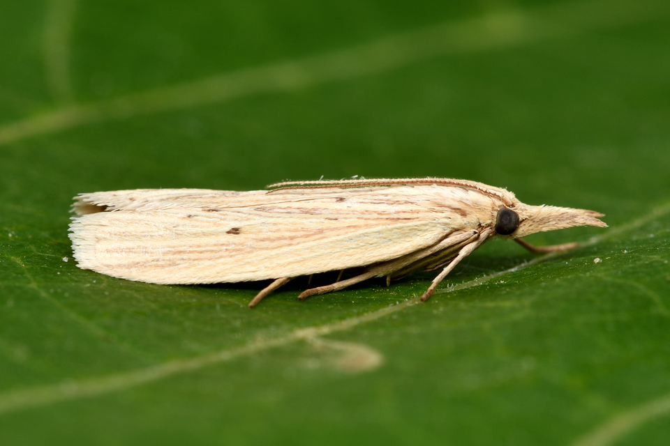 Ematheudes punctella - kúposfejű karcsúmoly