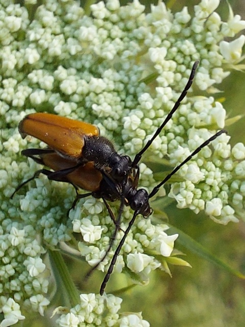 Stictoleptura fulva - vörhenyes virágcincér