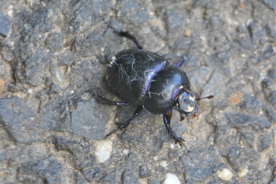 Anoplotrupes stercorosus - erdei álganéjtúró