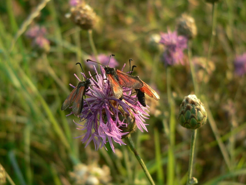 Zygaena punctum - pettyes csüngőlepke