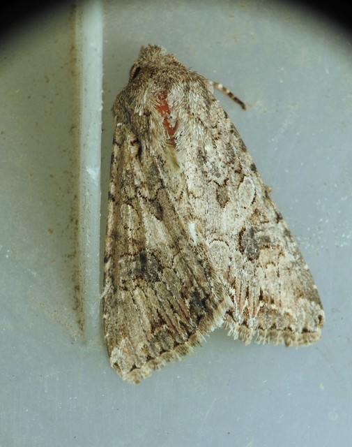 Hadula trifolii - lóherebagoly