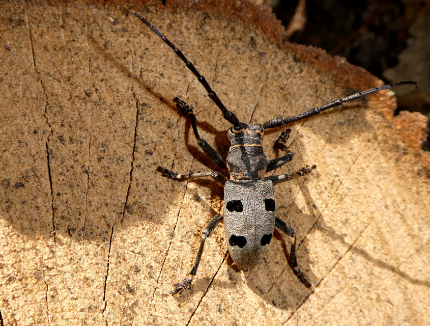 Morimus asper funereus - gyászcincér