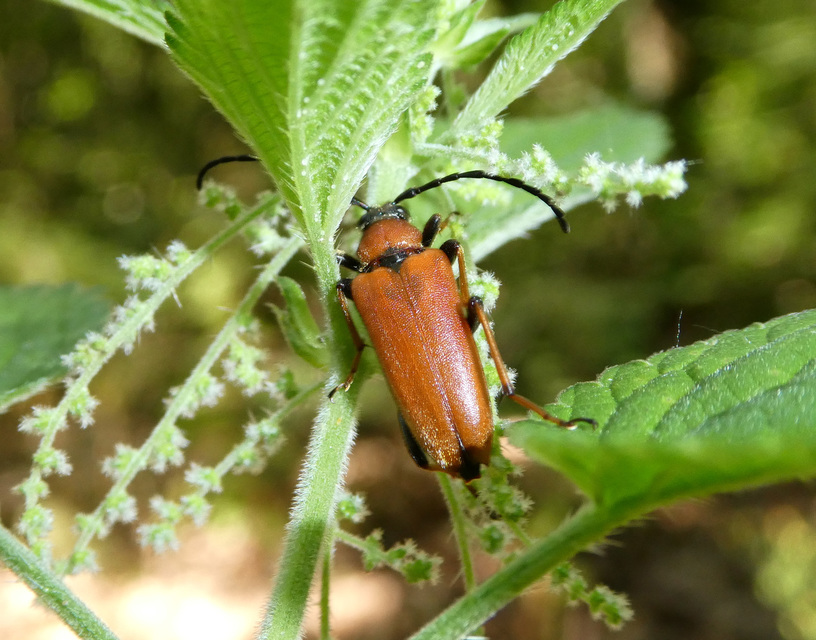 Stictoleptura rubra - vörös virágcincér
