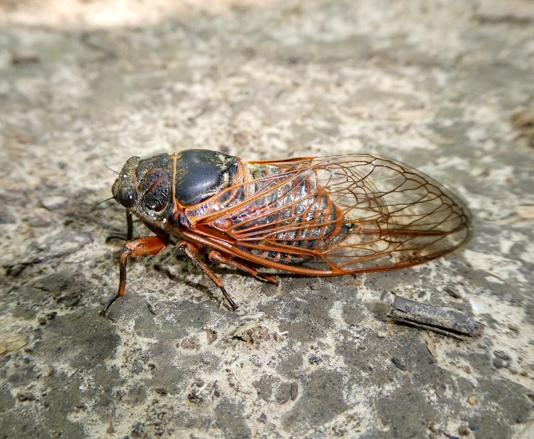 Tibicina haematodes - óriás-énekeskabóca