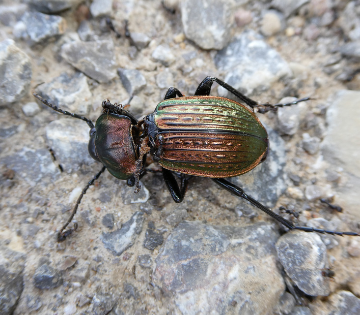 Carabus ulrichii - rezes futrinka Carabus ulrichii - rezes futrinka