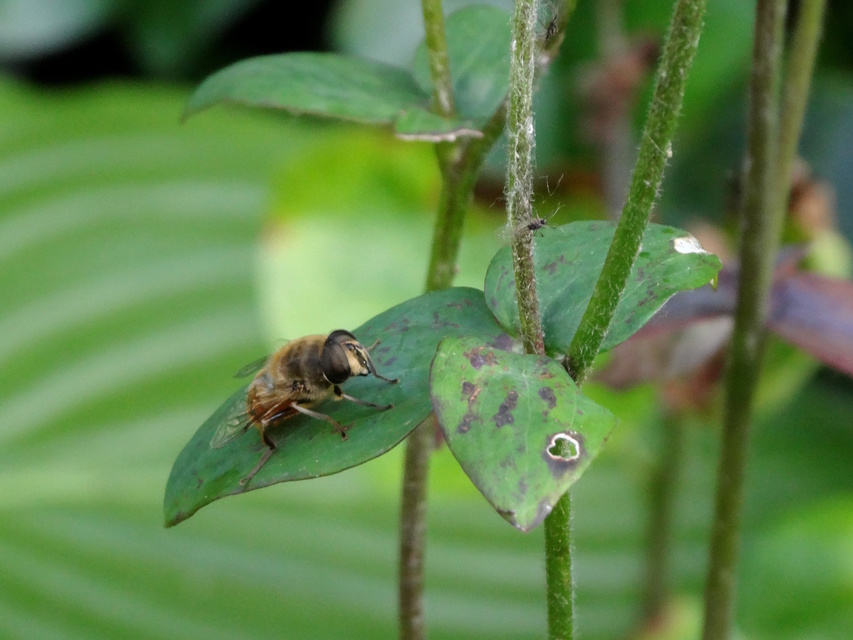 Eristalis tenax - közönséges herelégy