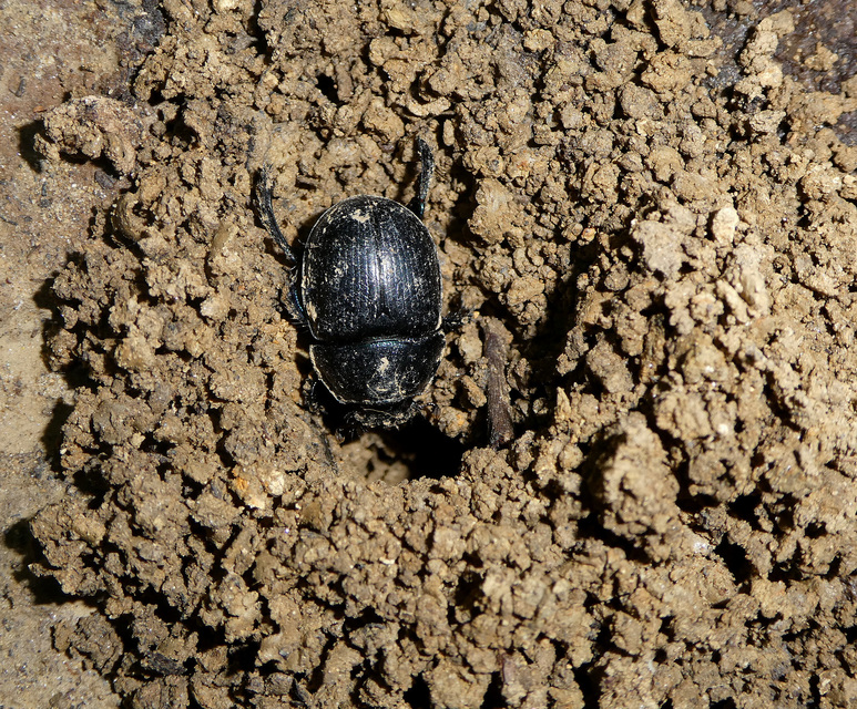 Anoplotrupes stercorosus - erdei álganéjtúró