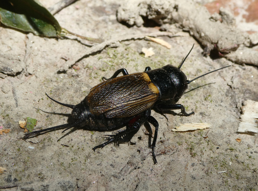Gryllus campestris - mezei tücsök