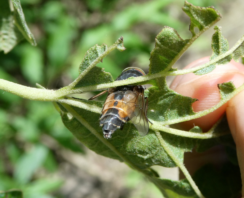 Hybomitra