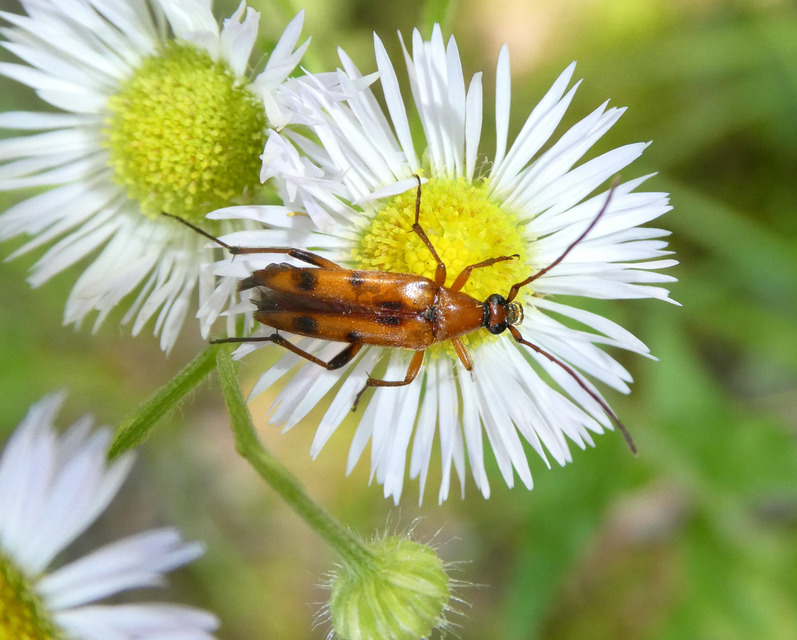 Stenurella septempunctata - hétpettyes karcsúcincér