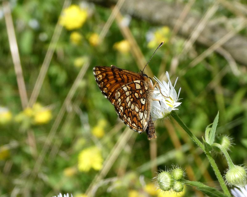 Melitaea diamina - kockás tarkalepke