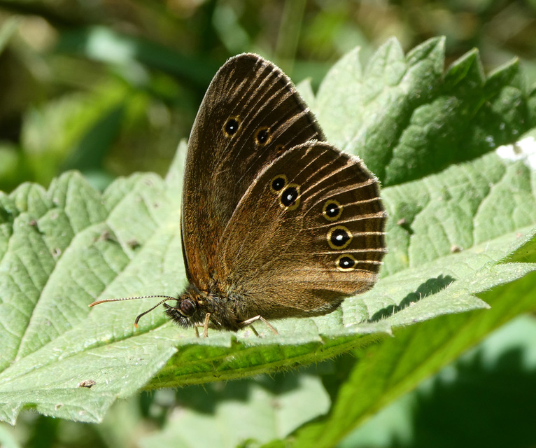 Aphantopus hyperanthus - közönséges ökörszemlepke