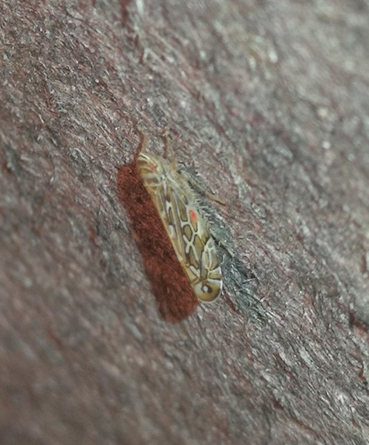 Paralimnus phragmitis