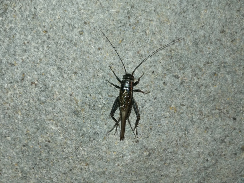 Eumodicogryllus bordigalensis - bordói tücsök