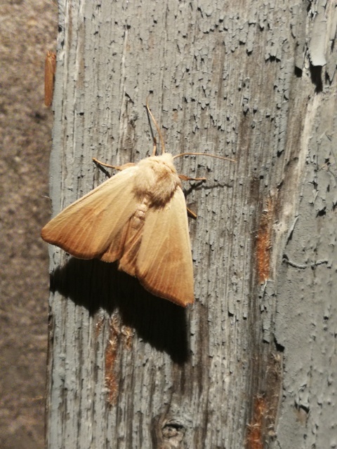 Arenostola phragmitidis - selymes nádibagoly