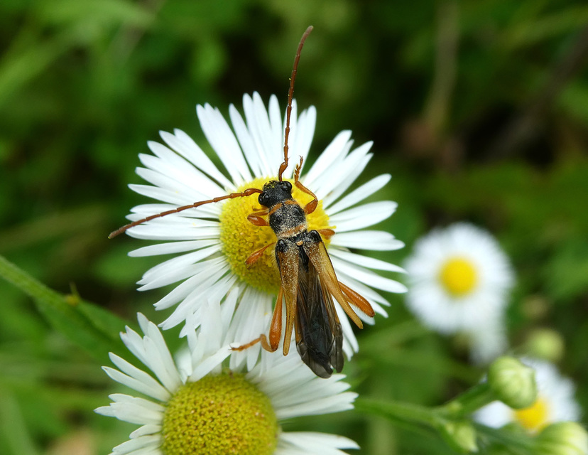 Stenopterus flavicornis - sárgacsápú keskenyfedőscincér