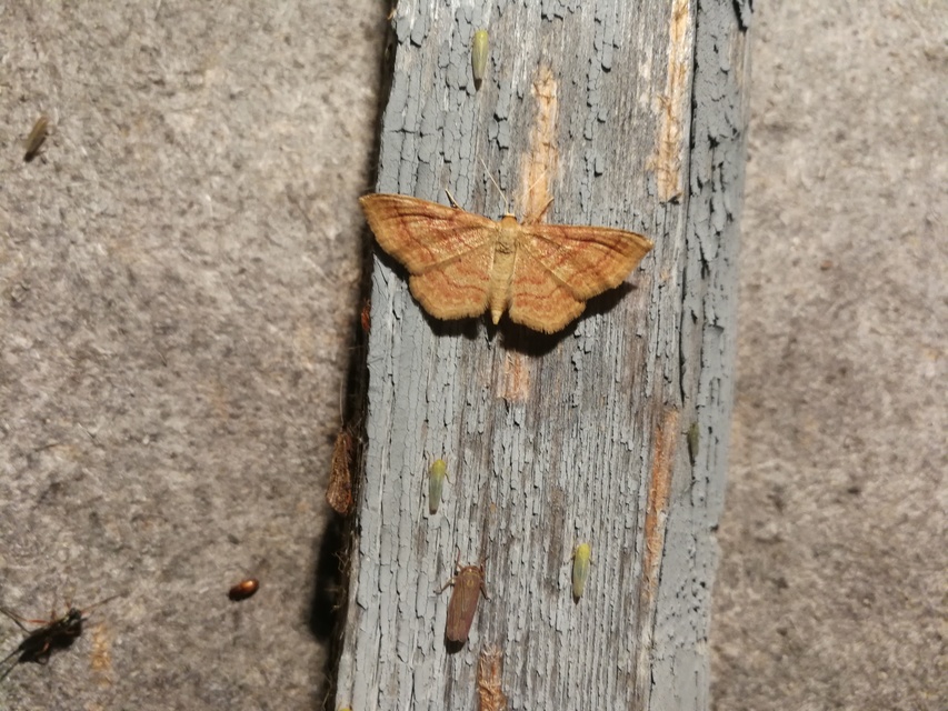 Idaea rufaria - vörhenyes sávosaraszoló