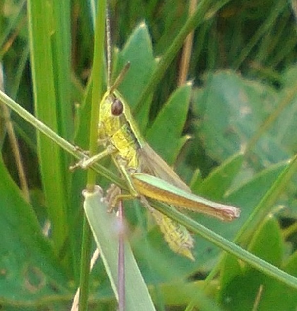Euthystira brachyptera - smaragdzöld sáska