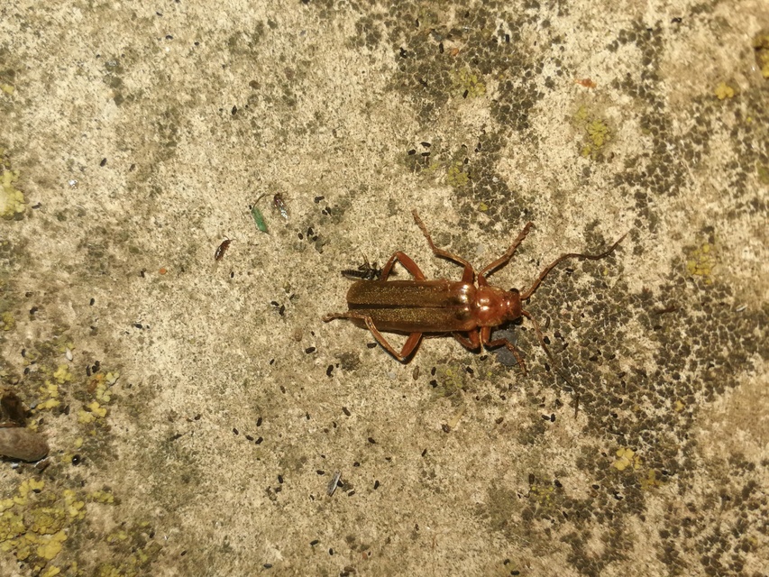 Cantharis rufa - rőt lágybogár