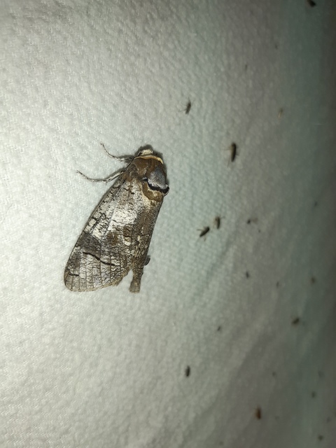 Cossus cossus - fűzfarontólepke