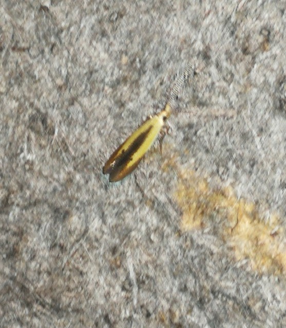 Coleophora nigridorsella - barnaszegélyes zsákosmoly