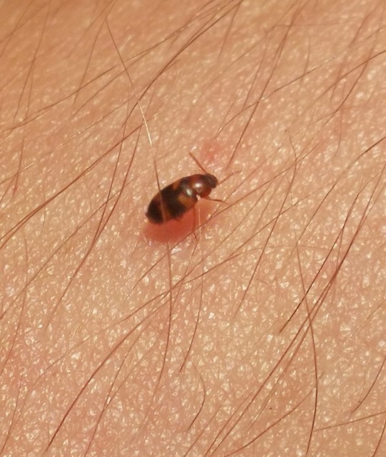 Alphitophagus bifasciatus - alomlakó gyászbogár
