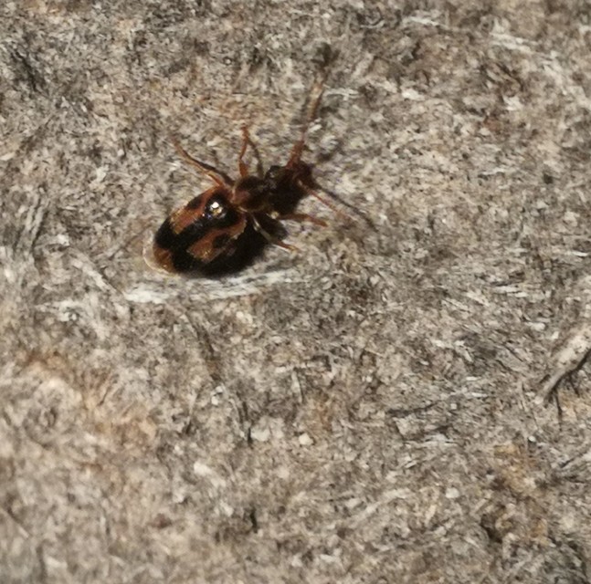 Notoxus monoceros - sárgahasú nyakszarvúbogár