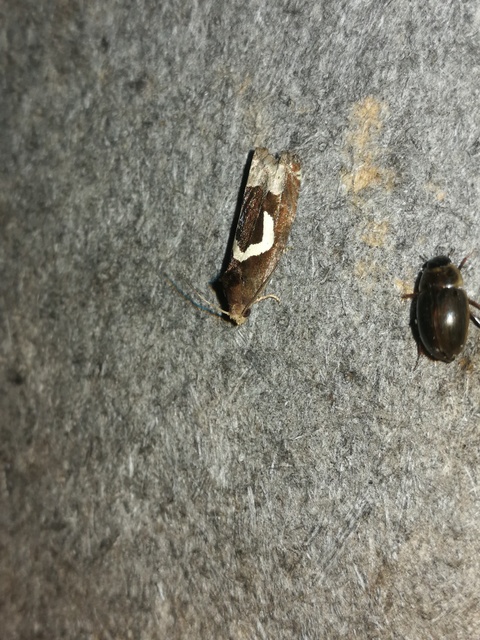 Epiblema foenella - kampósfoltú tükrösmoly