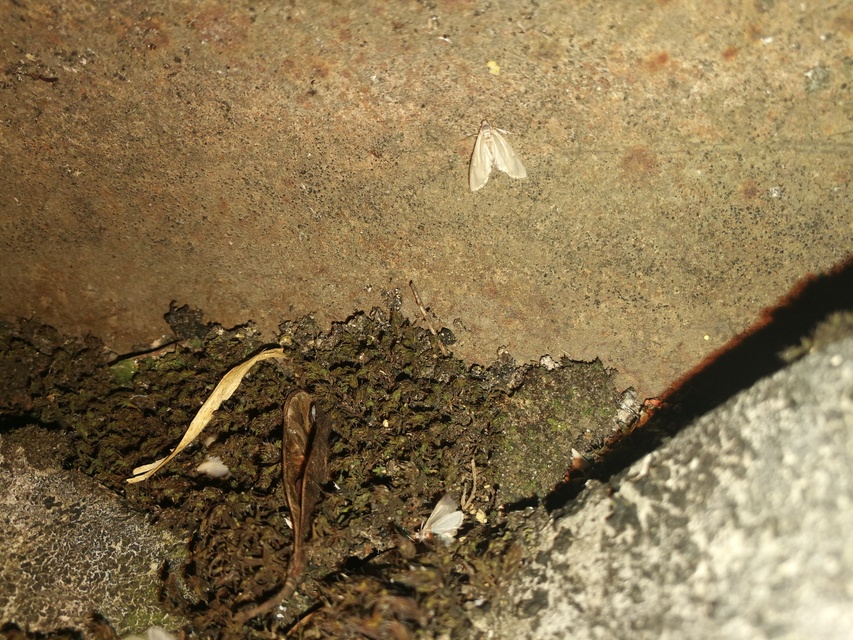 Acentria ephemerella - törpe vízimoly