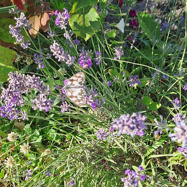 Melanargia galathea - sakktáblalepke