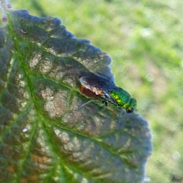 Chrysis